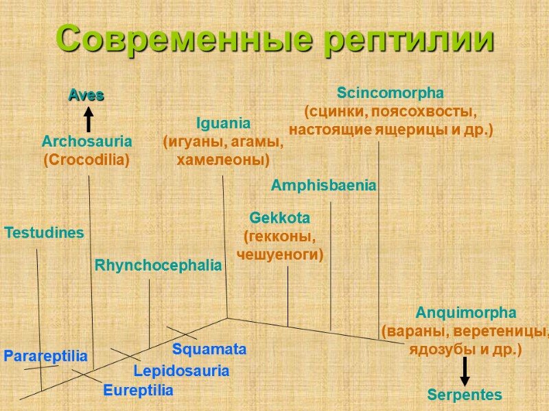 Современные рептилии Testudines Parareptilia Eureptilia Lepidosauria Squamata Archosauria (Crocodilia) Amphisbaenia Iguania (игуаны, агамы, хамелеоны)
